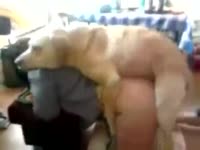 Big ass babe got fucked in webcam beastiality porn
